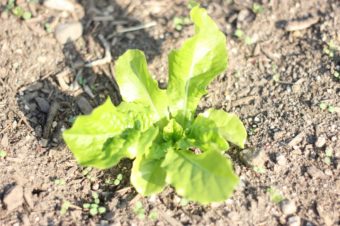 レタス、小松菜など葉物野菜の生育状況レポート