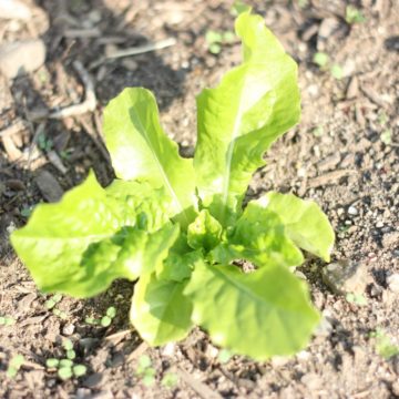 レタス、小松菜など葉物野菜の生育状況レポート